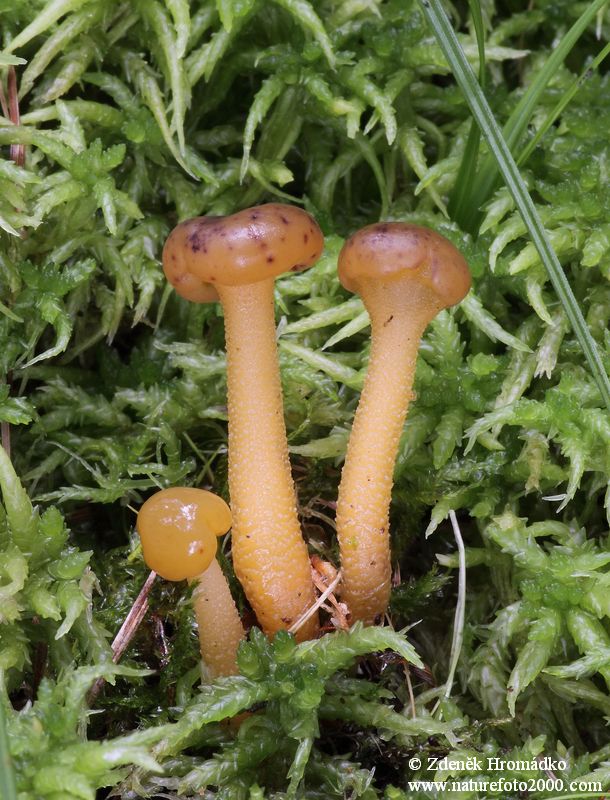 patyčka rosolovitá, Leotia lubrica (Houby, Fungi)